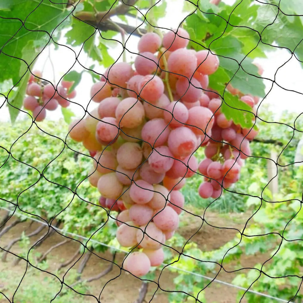 30*15M Bird Netting Agricultural Anti Bird Net Catcher Netting Pond Net Fishing Net Traps Net Crops Vegetables W/5*5CM Mesh
