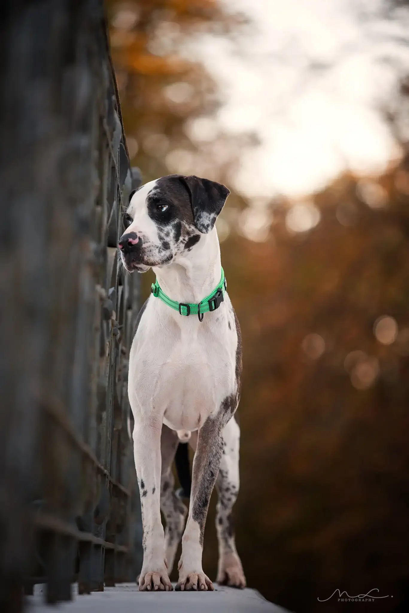 TrueLove Adjustable Padded Nylon Pet Collar With Reflective Strap